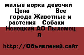 милые иорки девочки › Цена ­ 15 000 - Все города Животные и растения » Собаки   . Ненецкий АО,Пылемец д.